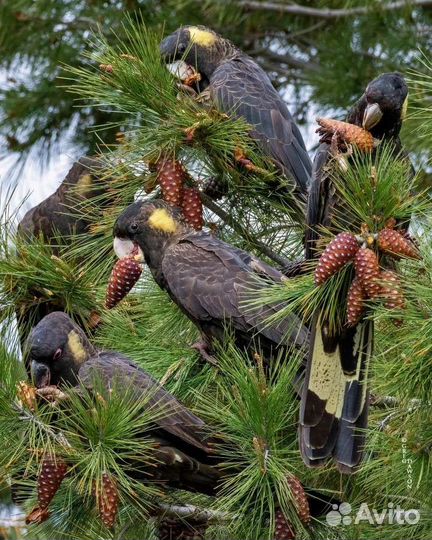 Корм для попугаев, хвоя свежая, копошилки