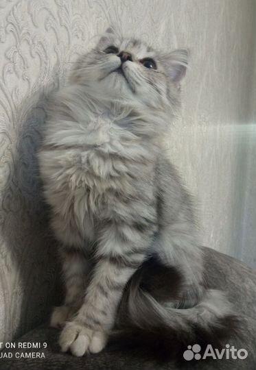 Вислоухие фолды и прямоухие страйты