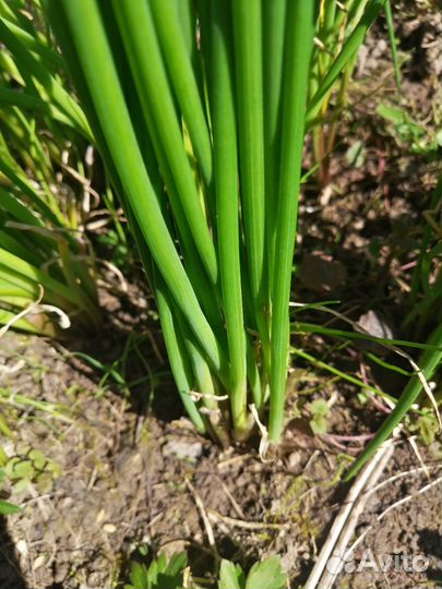 Зелёный лук делянка