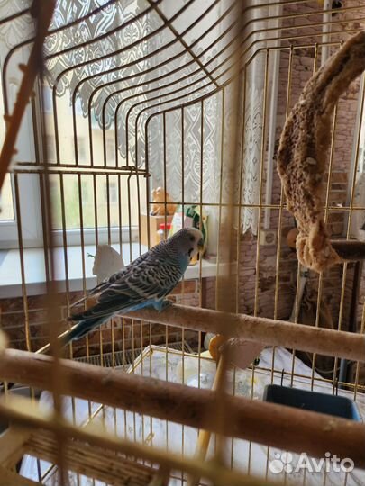 Волнистый попугай с клеткой