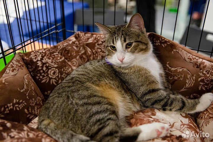 Апач ищет дом