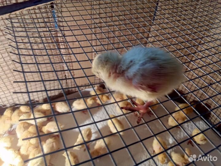 Перепелята