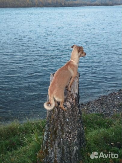 Собака маленькая порода