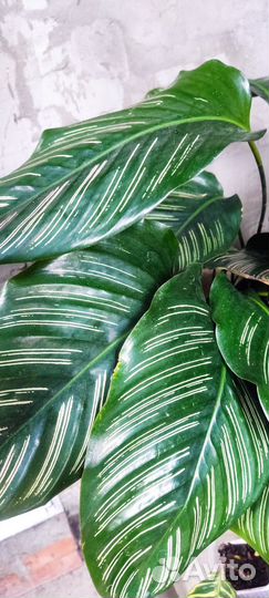 Калатея Сандерина иМакоя, строманта триколор