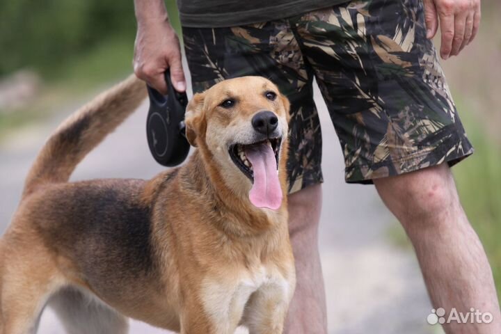 Мира- собака позитив ищет дом