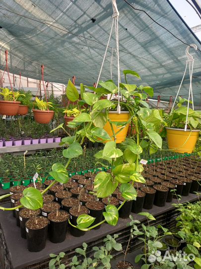 Эпипремнум