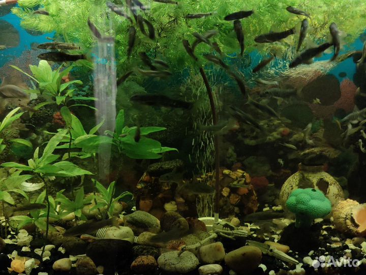 Аквариумные рыбки