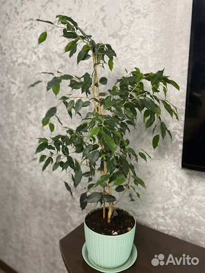 Фикус бенджамина