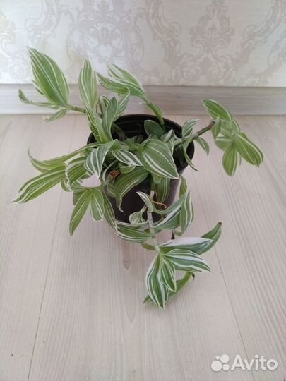 Традесканция