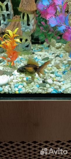 Аквариумные рыбки