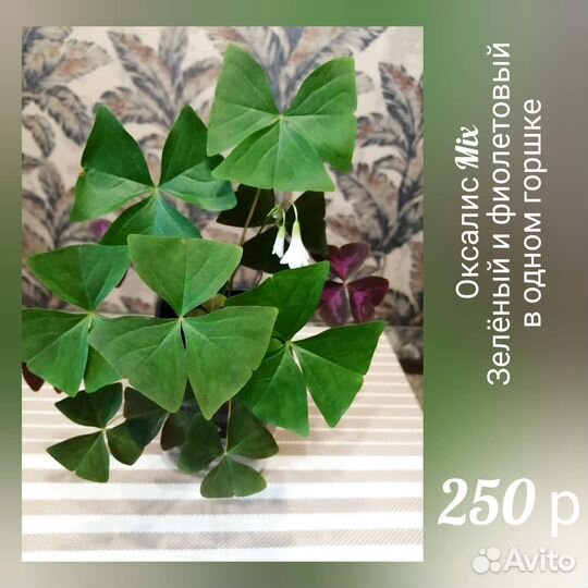 Фиалка, Кислица Оксалис, Традесканция, Хойя