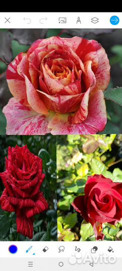 Саженцы роз