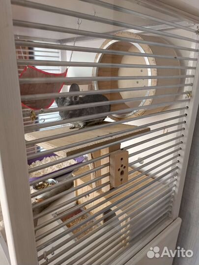 Витринна для шиншилл