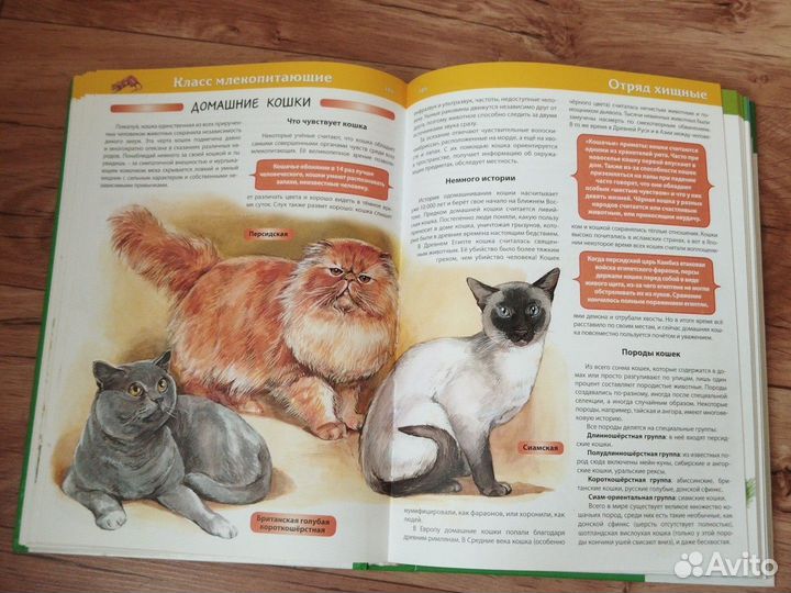 Энциклопедия