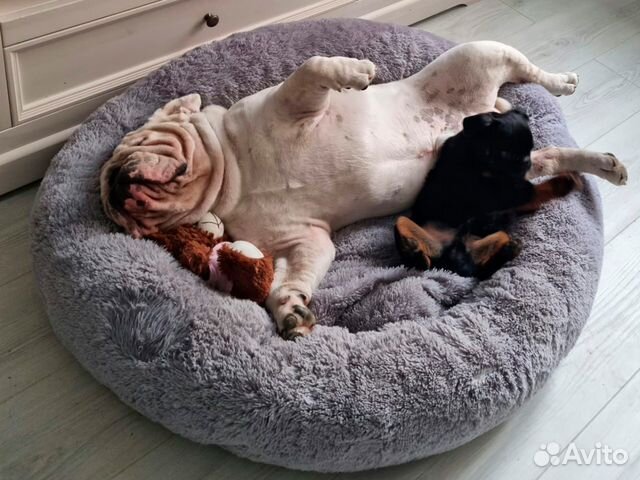 Лежанка для животных собак и кошек Доставка