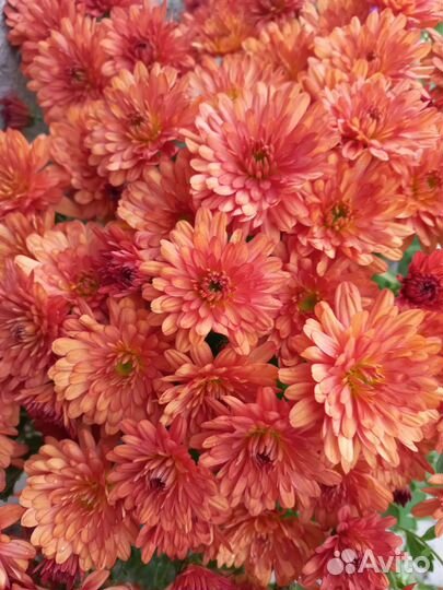 Хризантемы