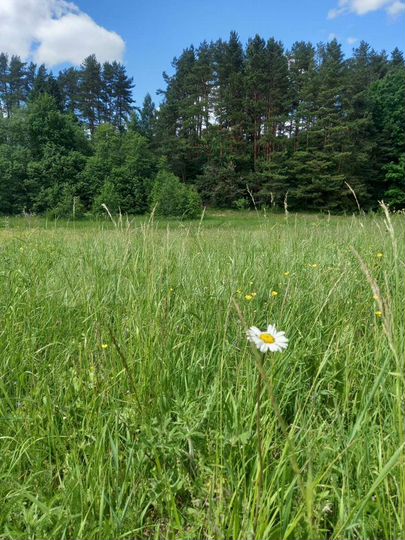 Участок 14,3 сот. (ИЖС)