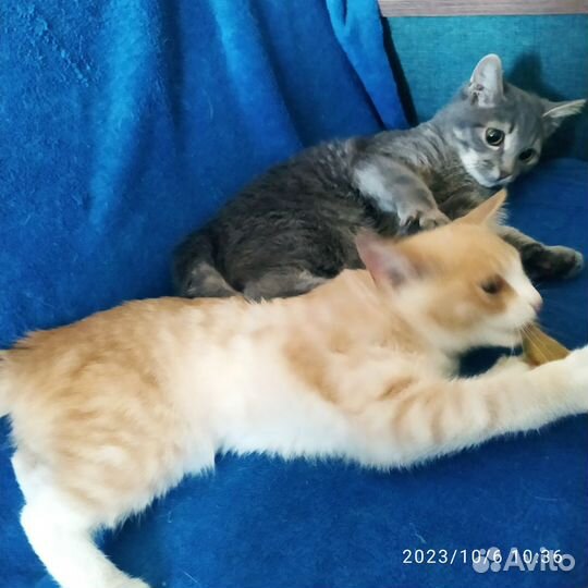 Отдам умных котят-подростков