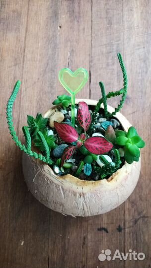 Флорариумы (цветочный сад)