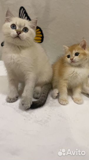 Британские котята