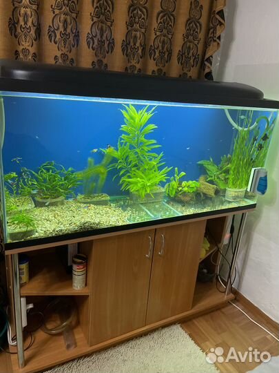 Пробам аквариум