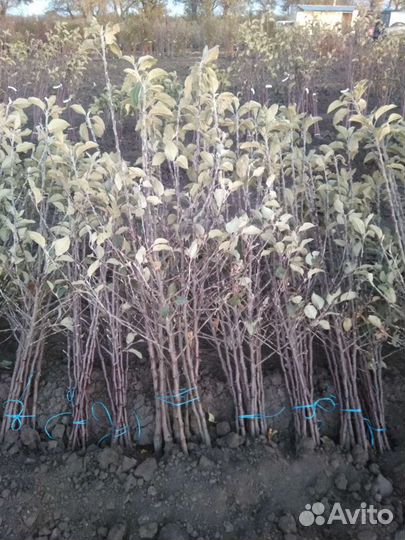 Саженцы плодовых деревьев