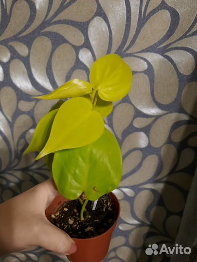 Филодендрон неон лайм