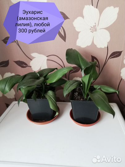 Эухарис амазонская лилия