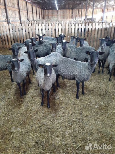 Племенные овцы Романовской породы