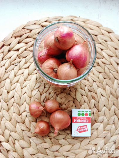 Лук семейный на посадку