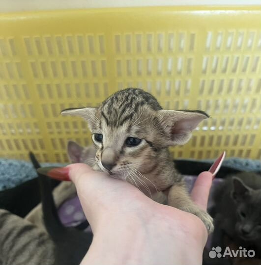 Ориентальные котята