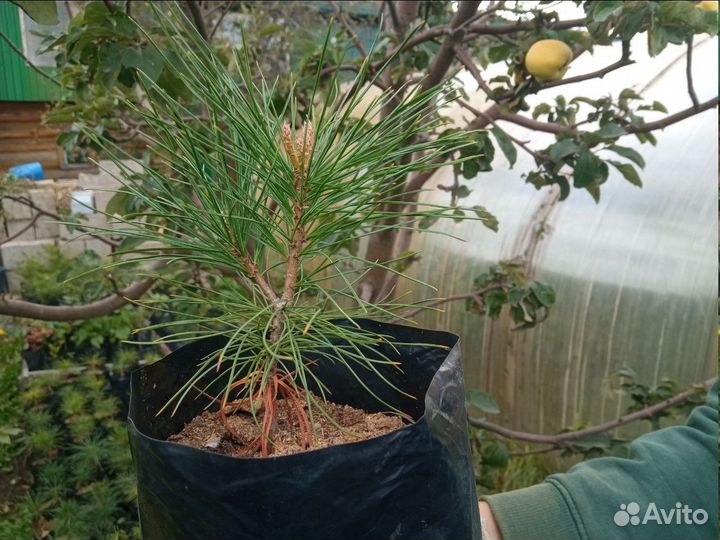 Кедровая сосна - фото черенка по запросу