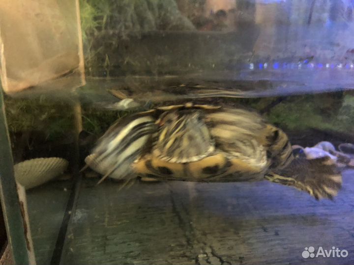 Черепашка красноухая с аквариумом