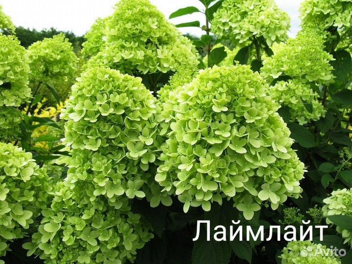 Гортензия метельчатая