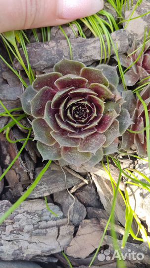 Молодило каменная роза