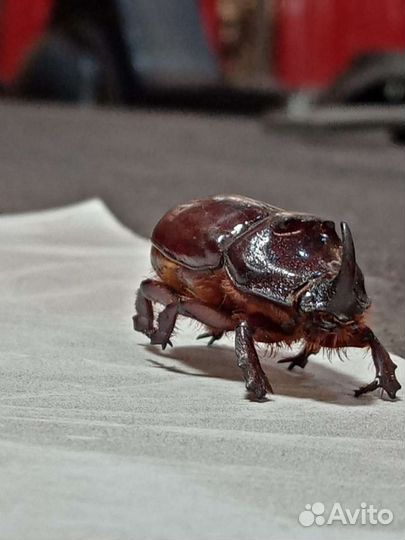 Жук носорог