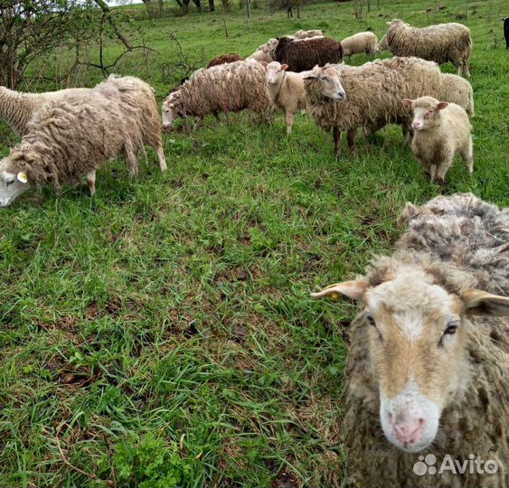 Овцы бараны матки ягнята. Продаётся маточное стадо