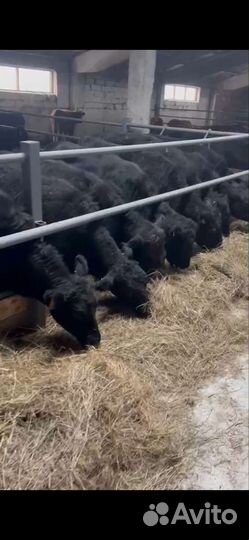 Телки ангус