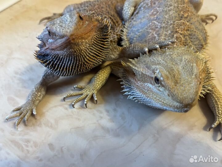 Бородатая агама