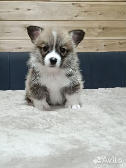 Вельш корги пемброк