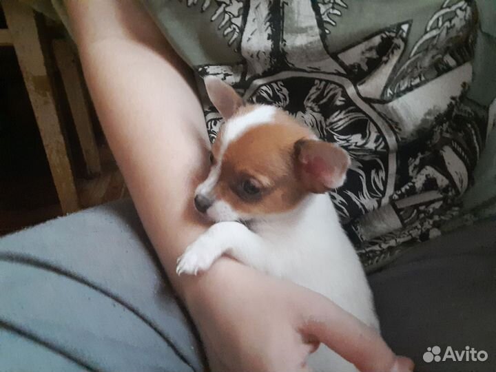 Той-терьер девочка