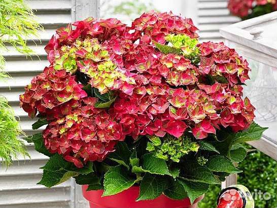 Гортензия Magical Ruby Tuesday и др