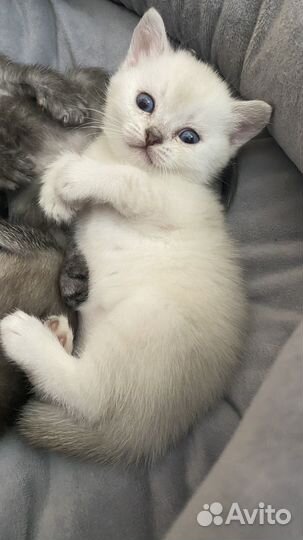 Котята шотландцы