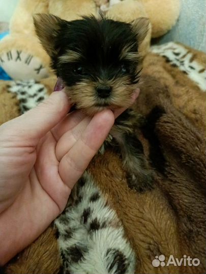 Йоркширский терьер щенки