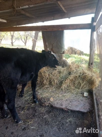 Бычок и телка