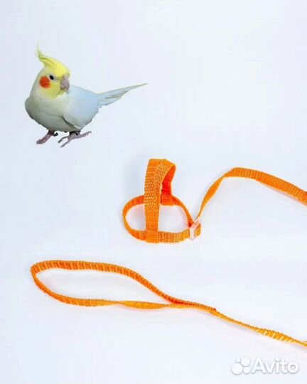 Шлейка для попугая