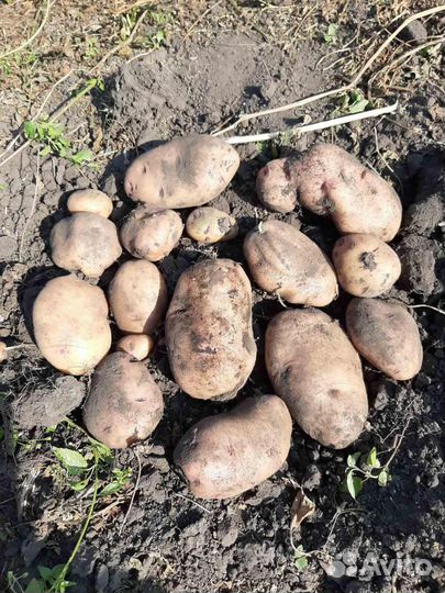 Семенной картофель Барс, Уника, Лапоть, Адретта