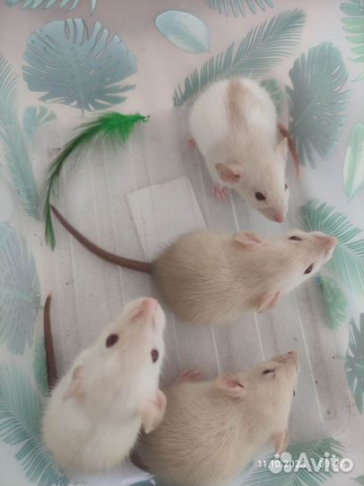 Крыски Дамбо