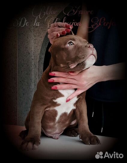 Американский булли