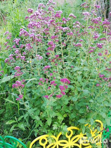 Душица мята